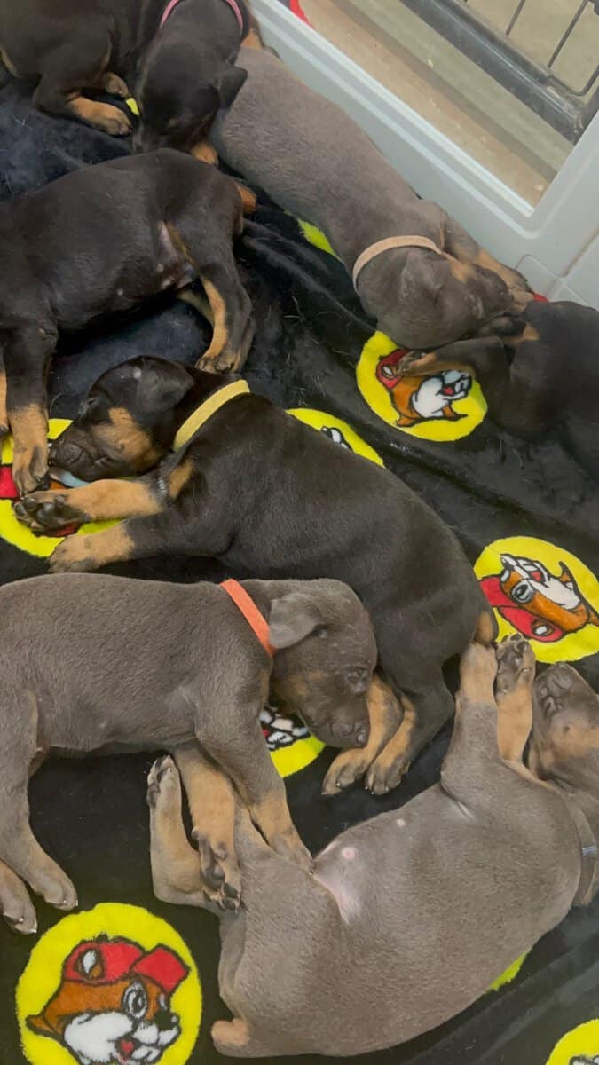 doberman image 7