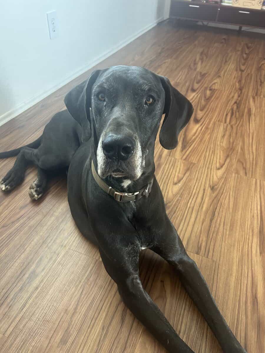 Grate Dane up for adoption image 1