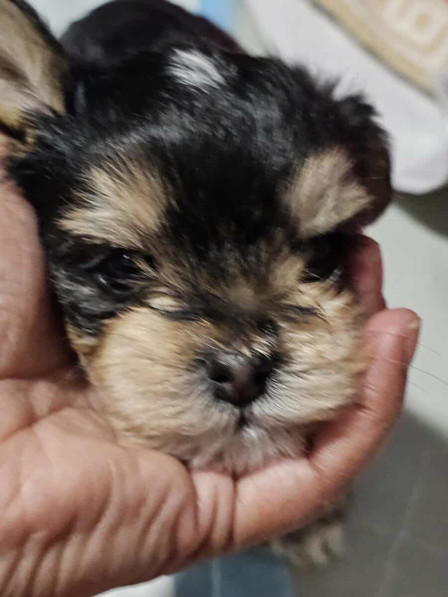 Parti Yorkie needs furever home image 5