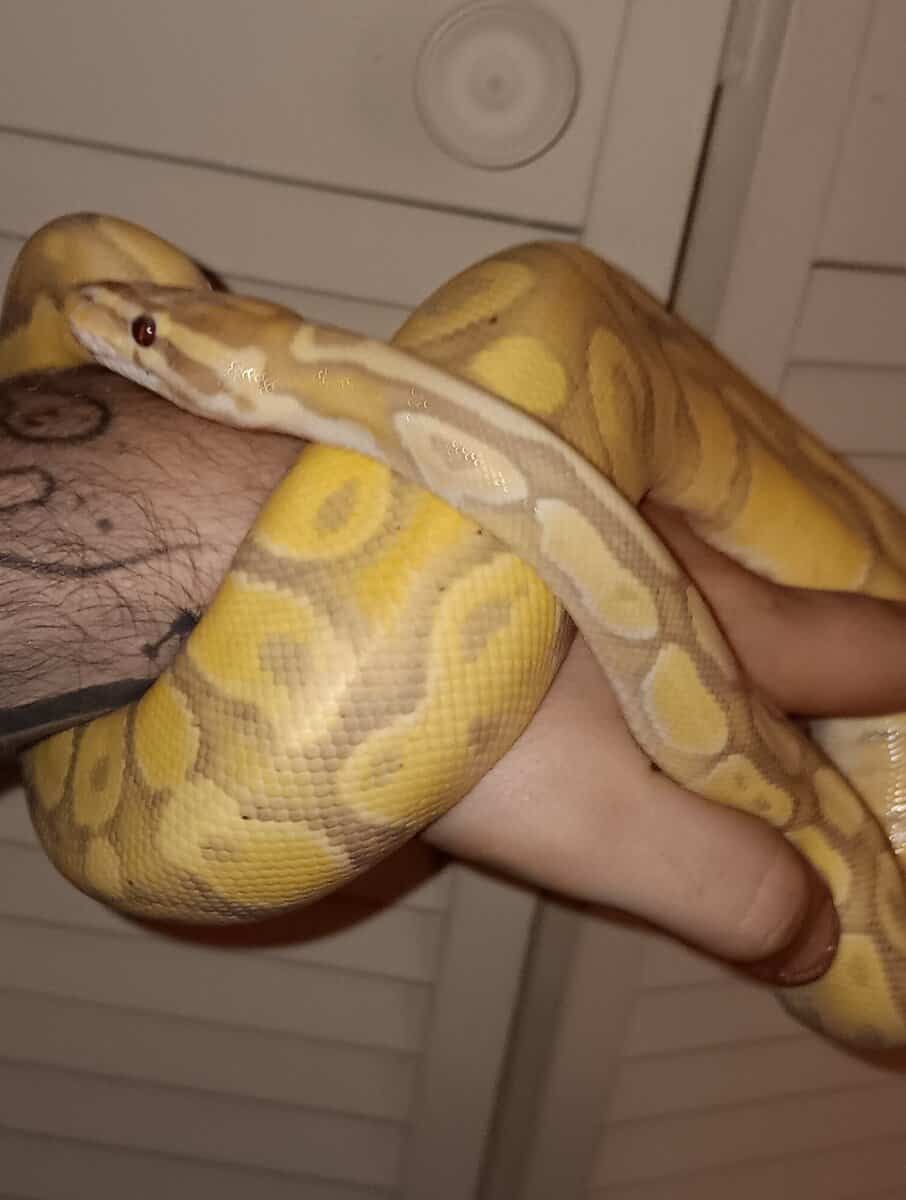 Banana Ball Python image 4