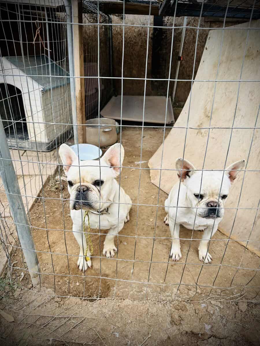 2 White Frenchies for Sale image 7