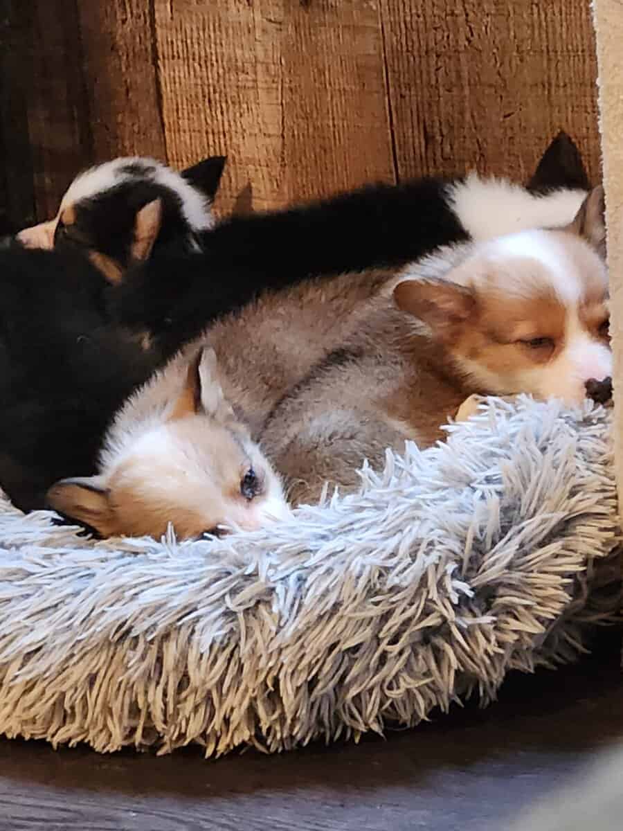 puppies image 6