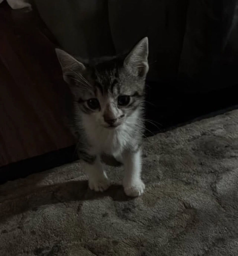 **Free kittens!!**(donations appreciated) image 1