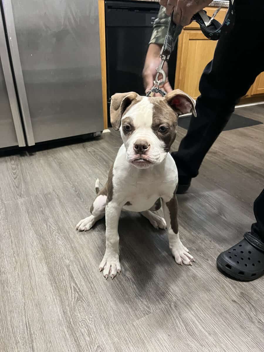 Beautiful pups image 5