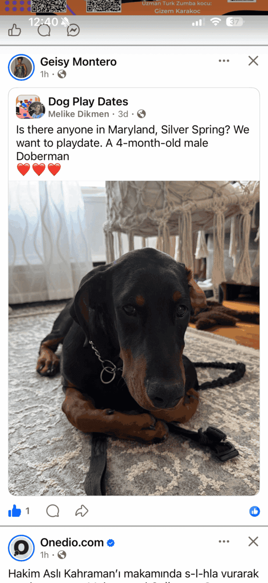 Loving & Smart 4-Month-Old Male European Doberman image 2