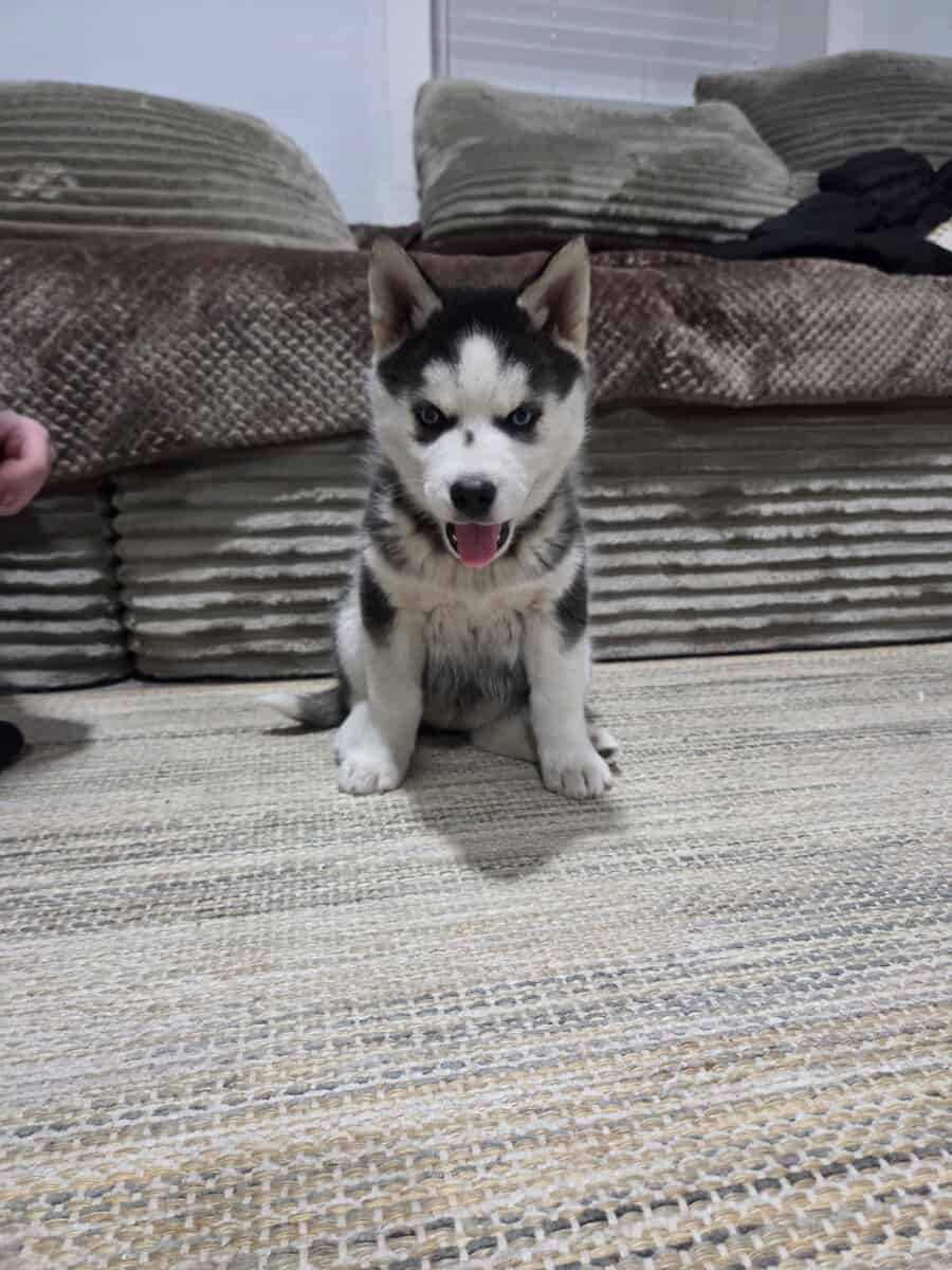 Sebirian puppys for sale image 2