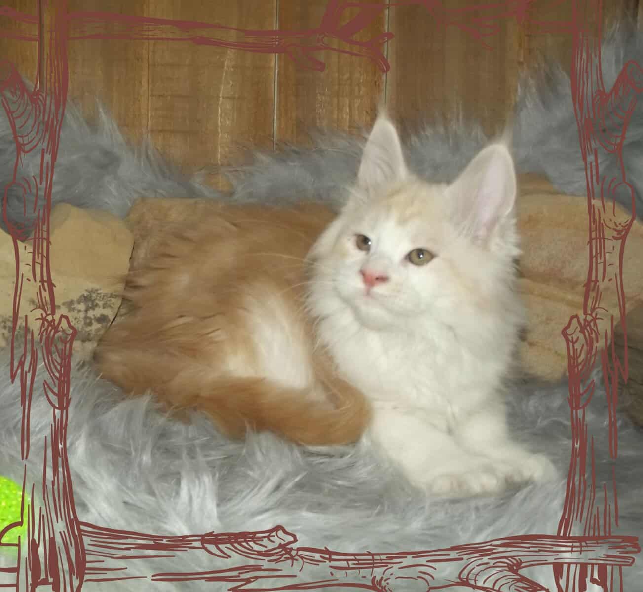 Maine Coon Kittens image 2