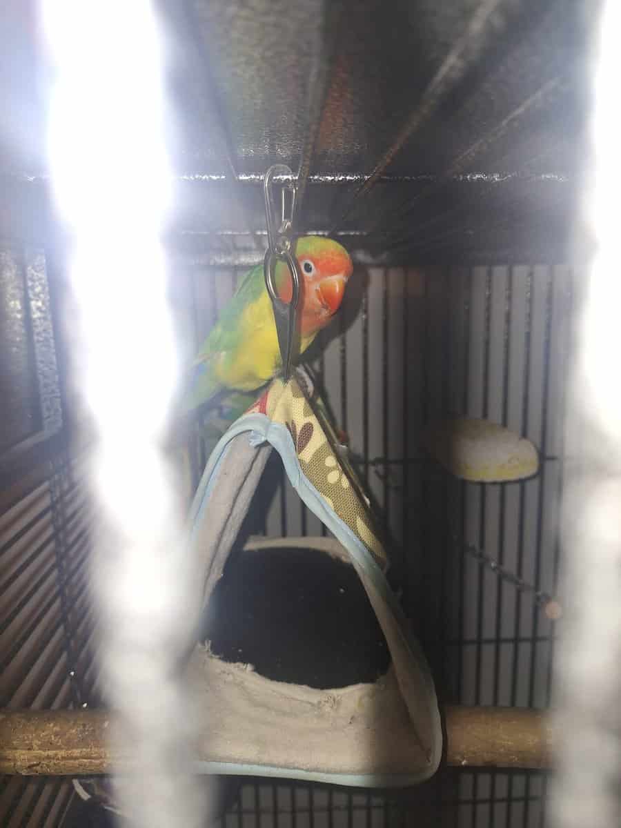 Love birds 2 sets with cage image 1