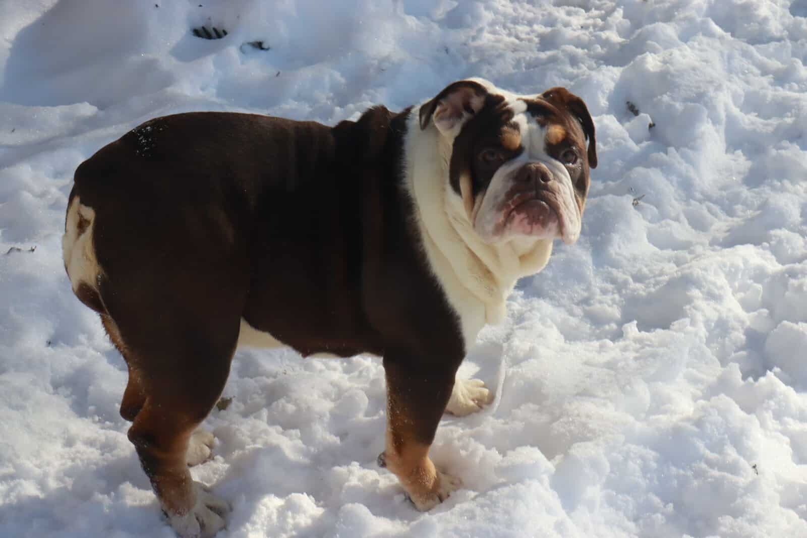 Claire, Victorian Bulldog image 2