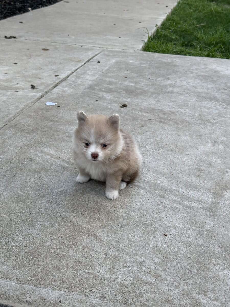 Pom puppies image 4