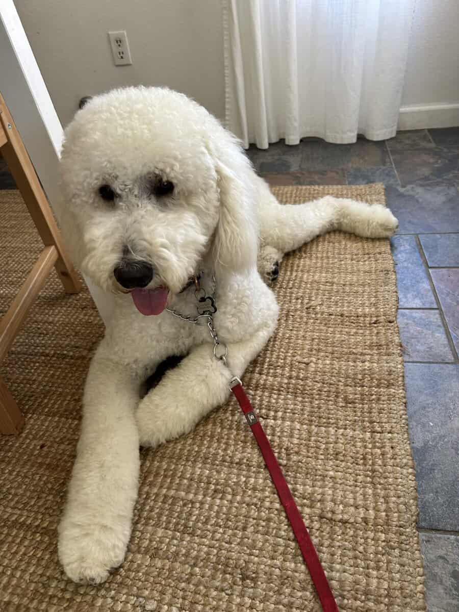 I year old male Golden Doogle image 1