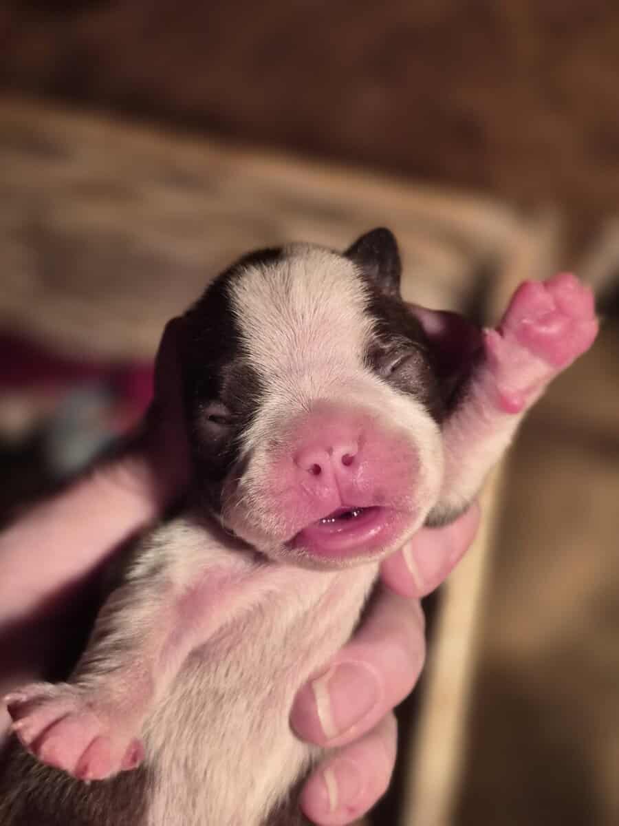 AKC Boston terriers image 9