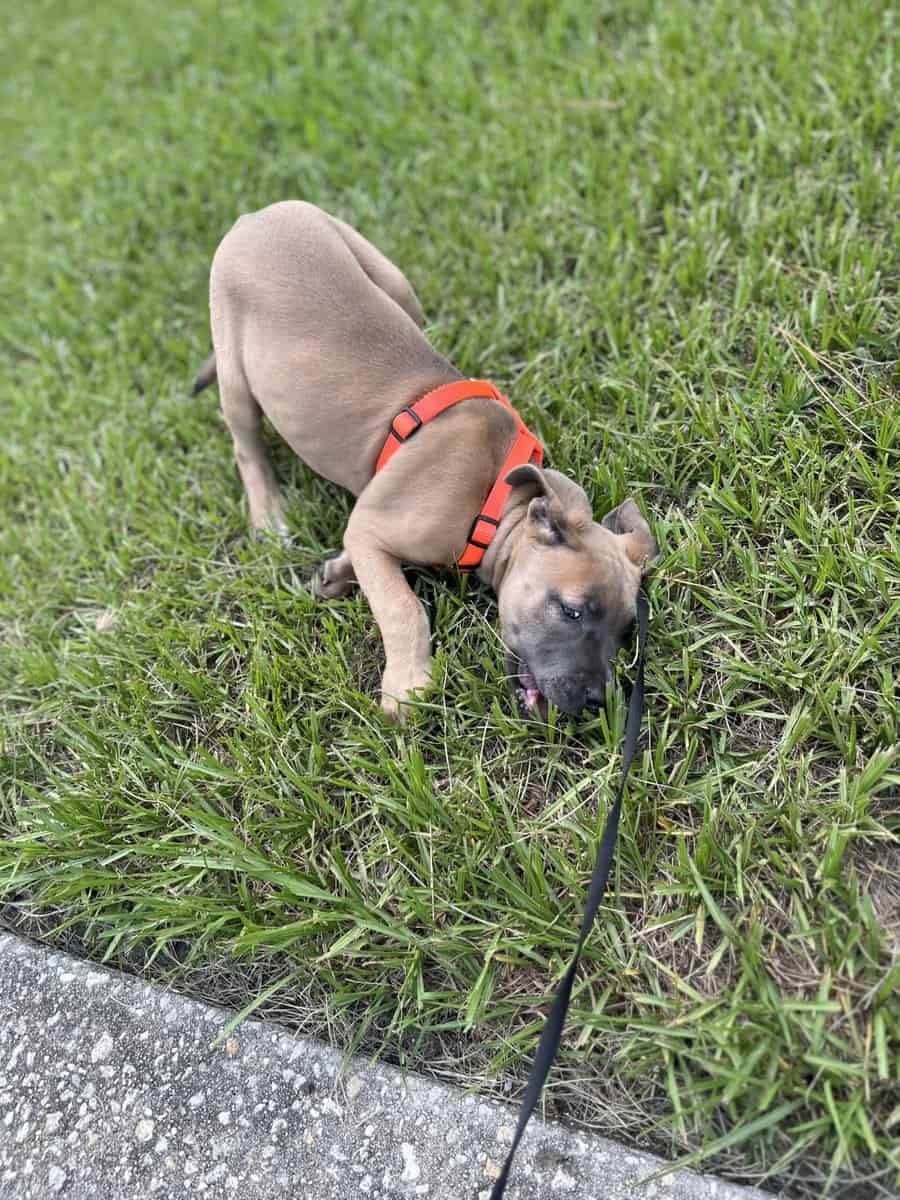 ADOPT A DOG image 4