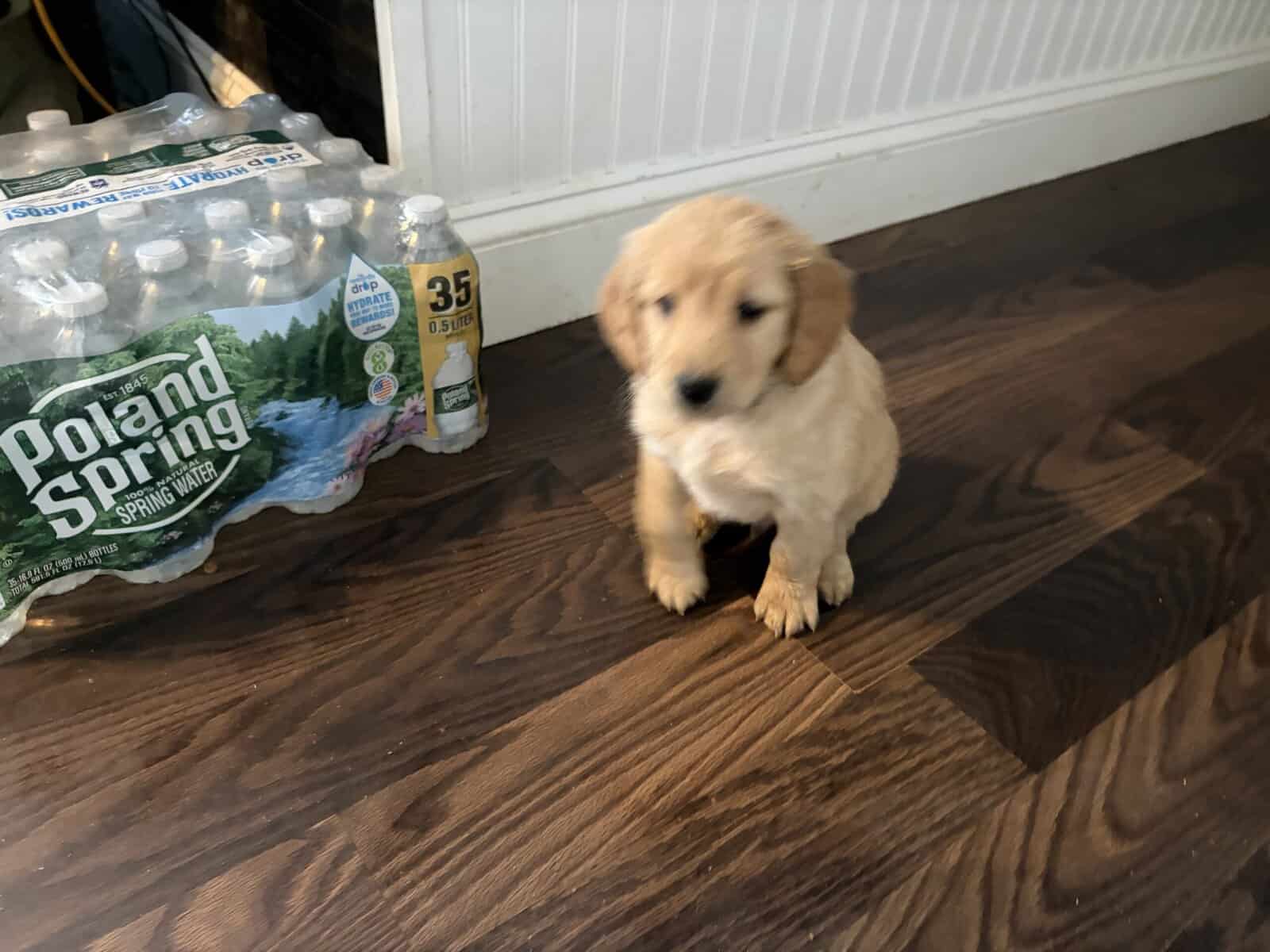 Mini golden doodle image 3