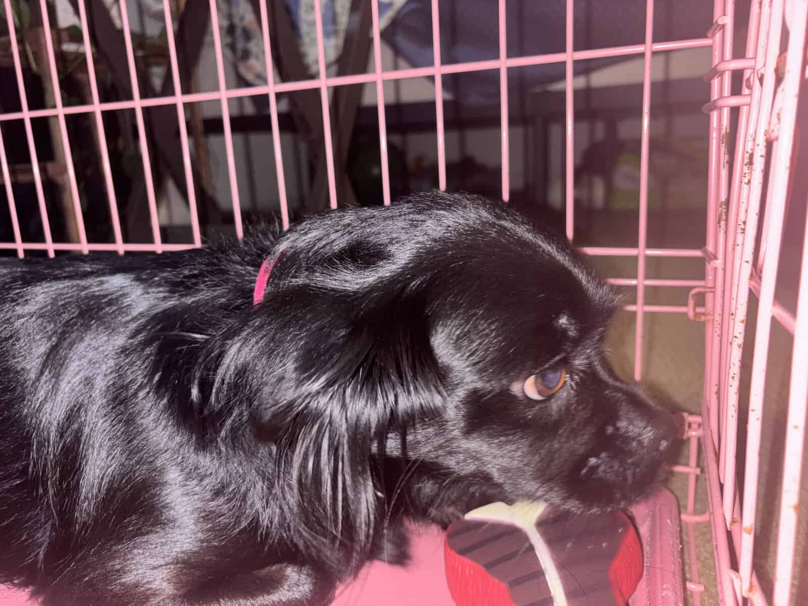 Rehoming Lo image 4