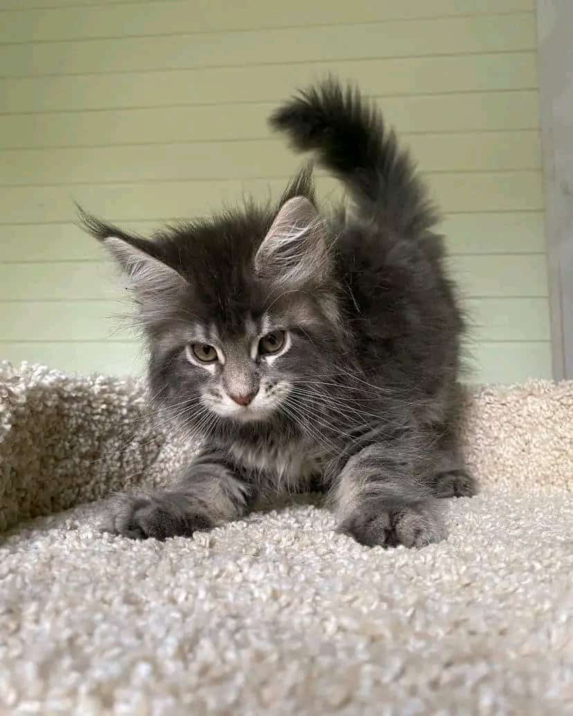 Male and female Maine Coon kitten's for adoption image 4