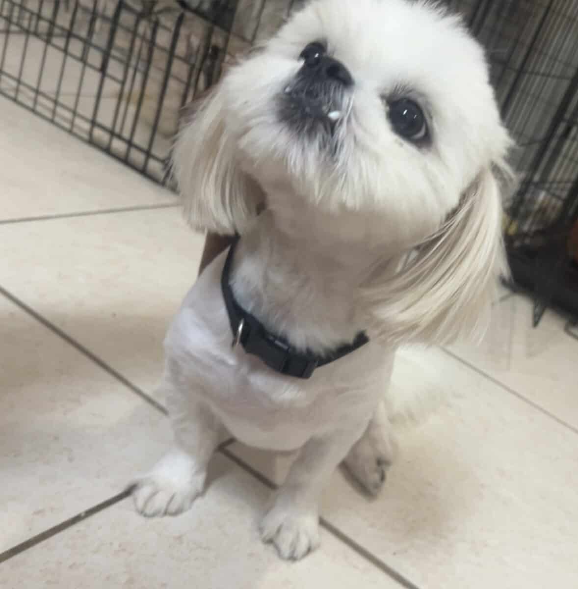 Loving Home Needed for 1-Year-Old Shih Tzu image 1