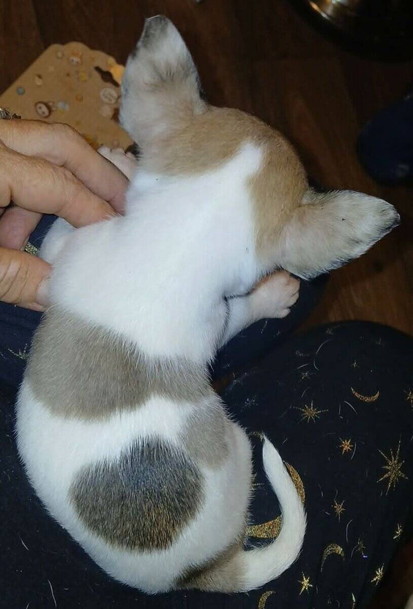 Stunning different colors merle piebald male chihu image 3