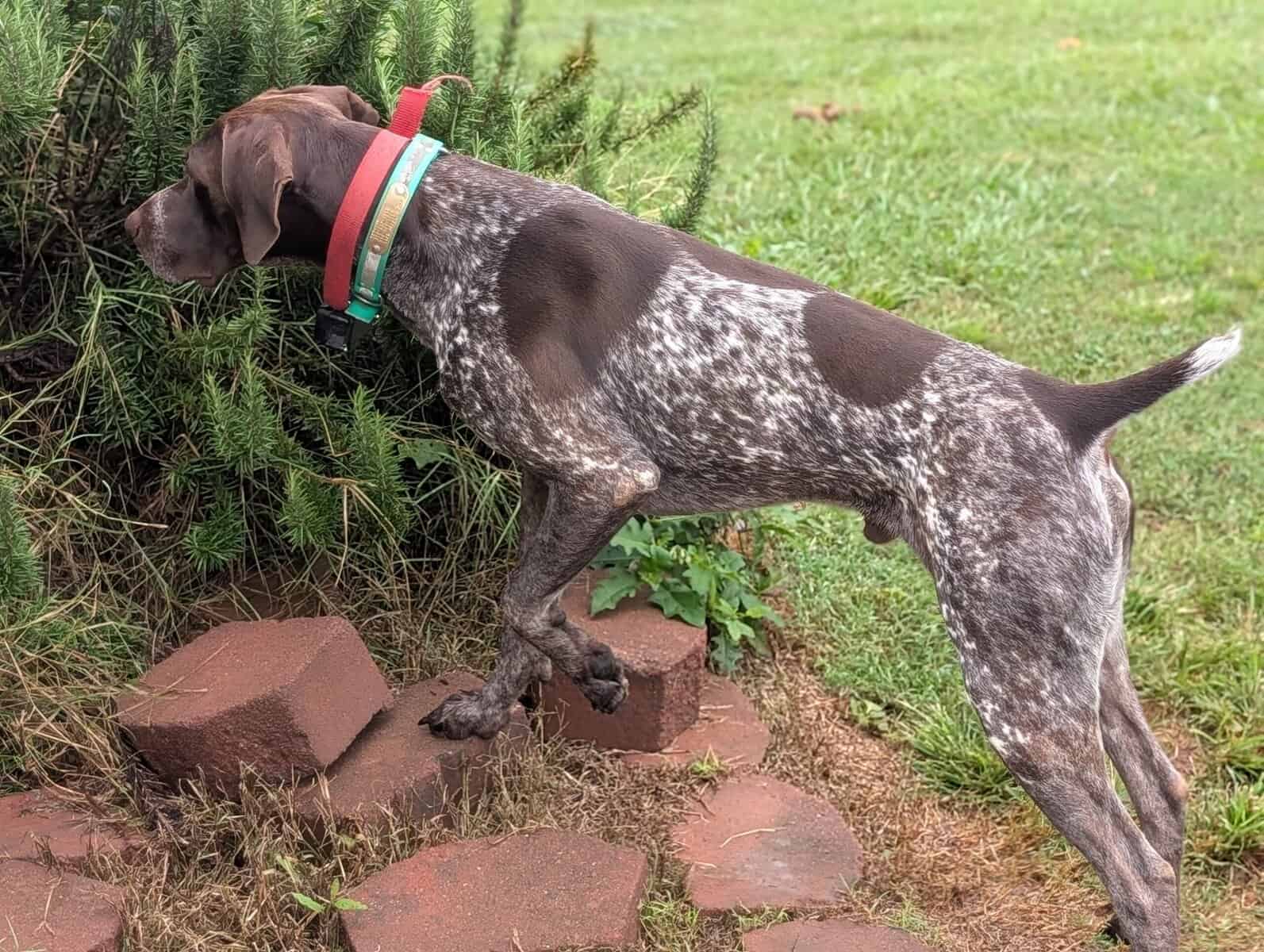 German Shorthair Pointer Puppies image 17