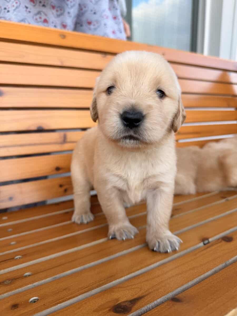 Golden Retriever Puppies for Sale image 5