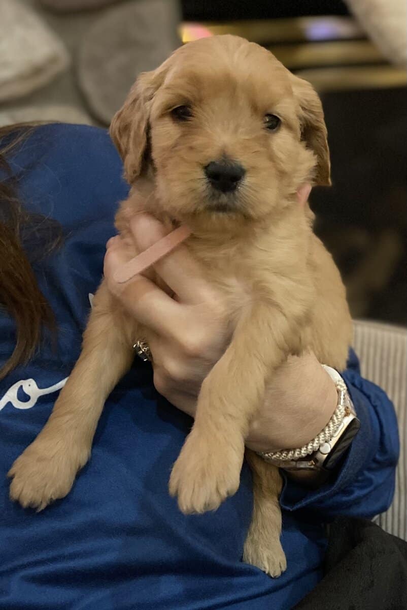 F1B Goldendoodle puppies (4 weeks old)Cadillac MI image 4