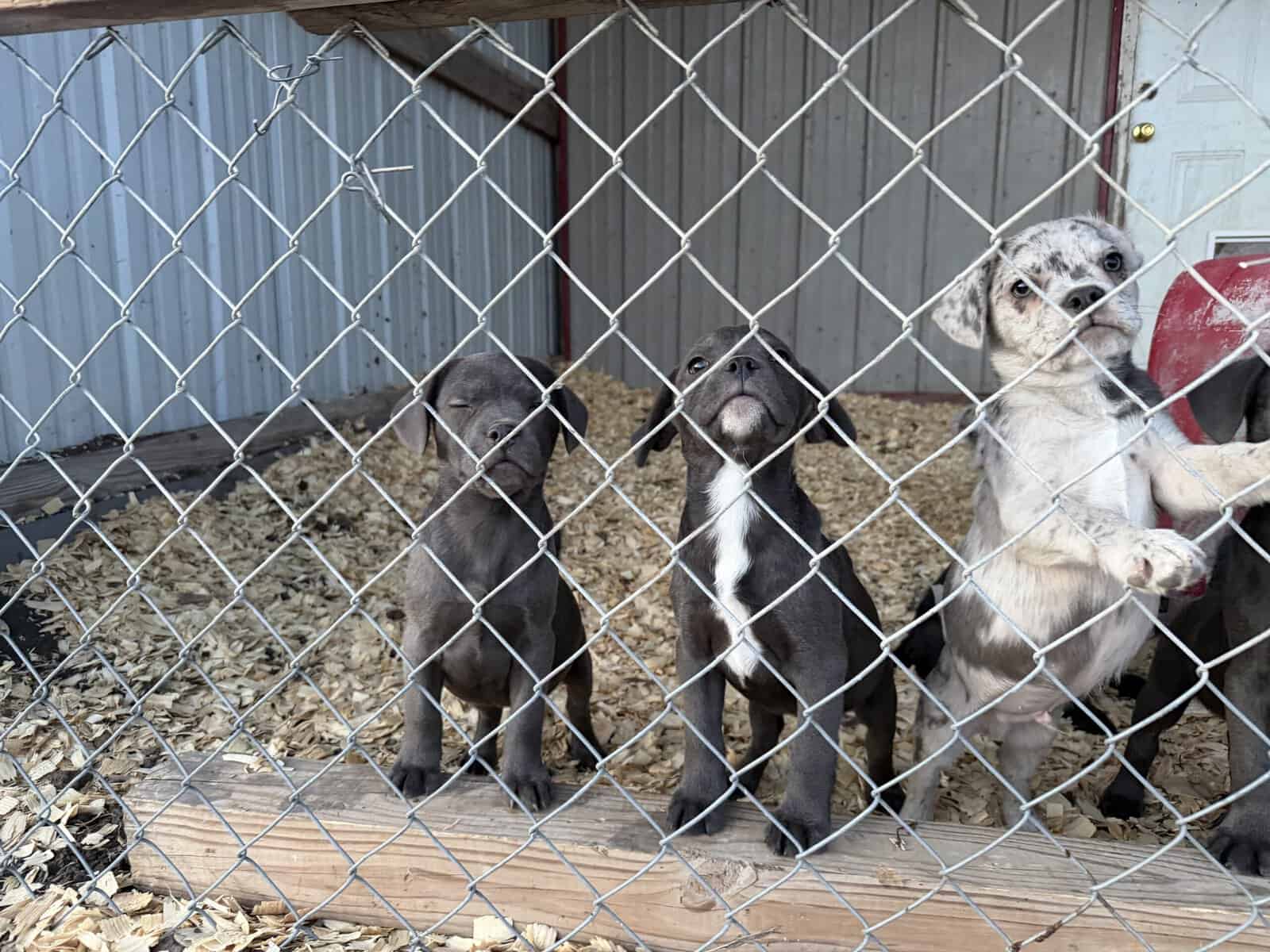 Zelda x Tiaga: Frenchador Litter image 10