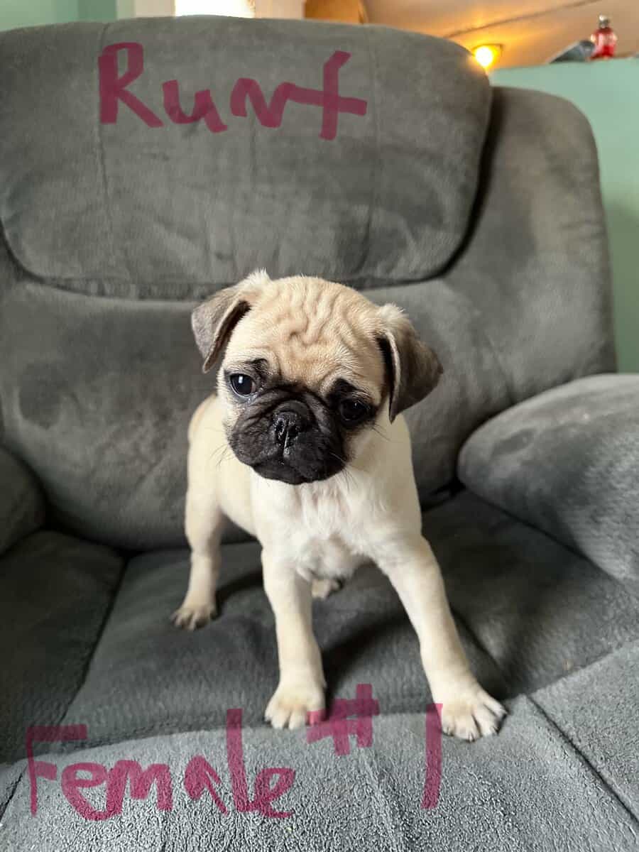 Ckc pug puppies 9 weeks image 1