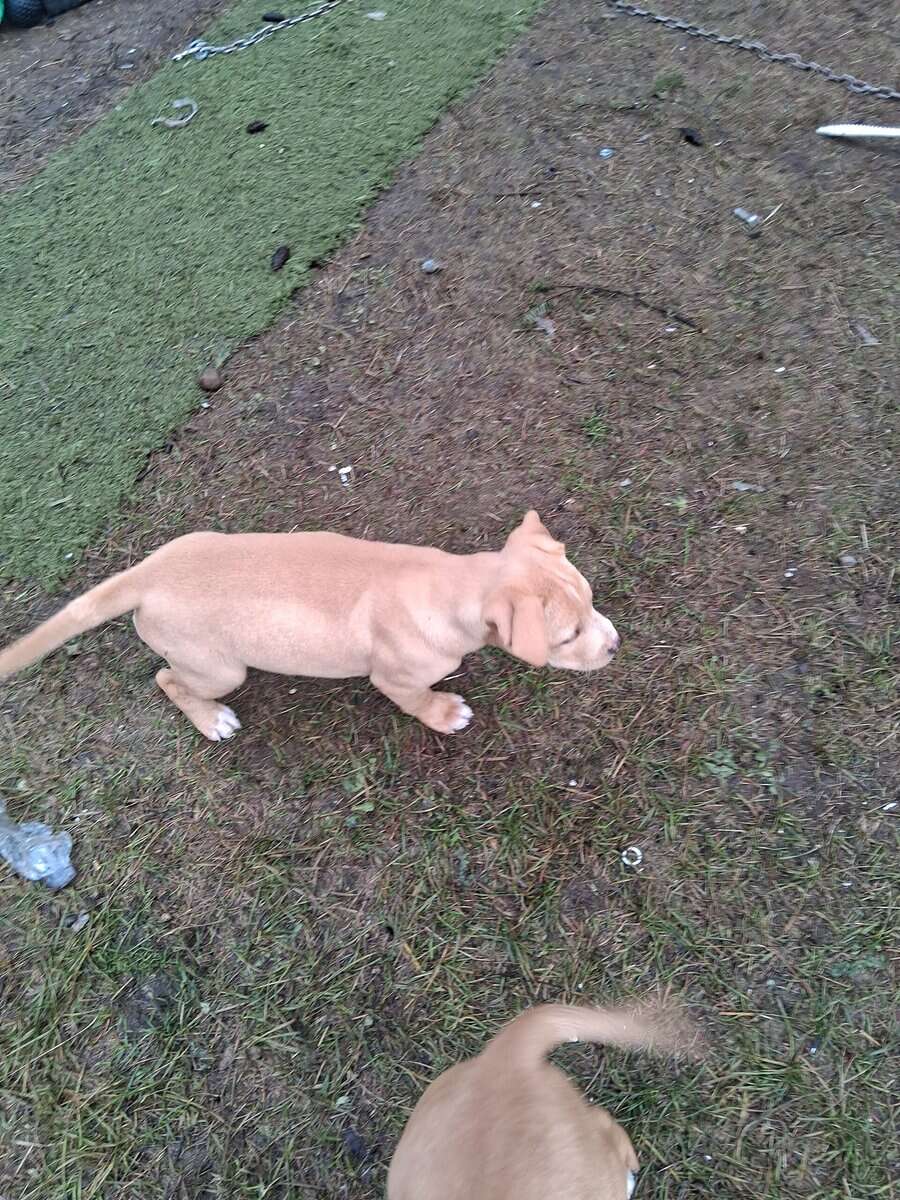 Ridgeback and pit puppies mix image 6