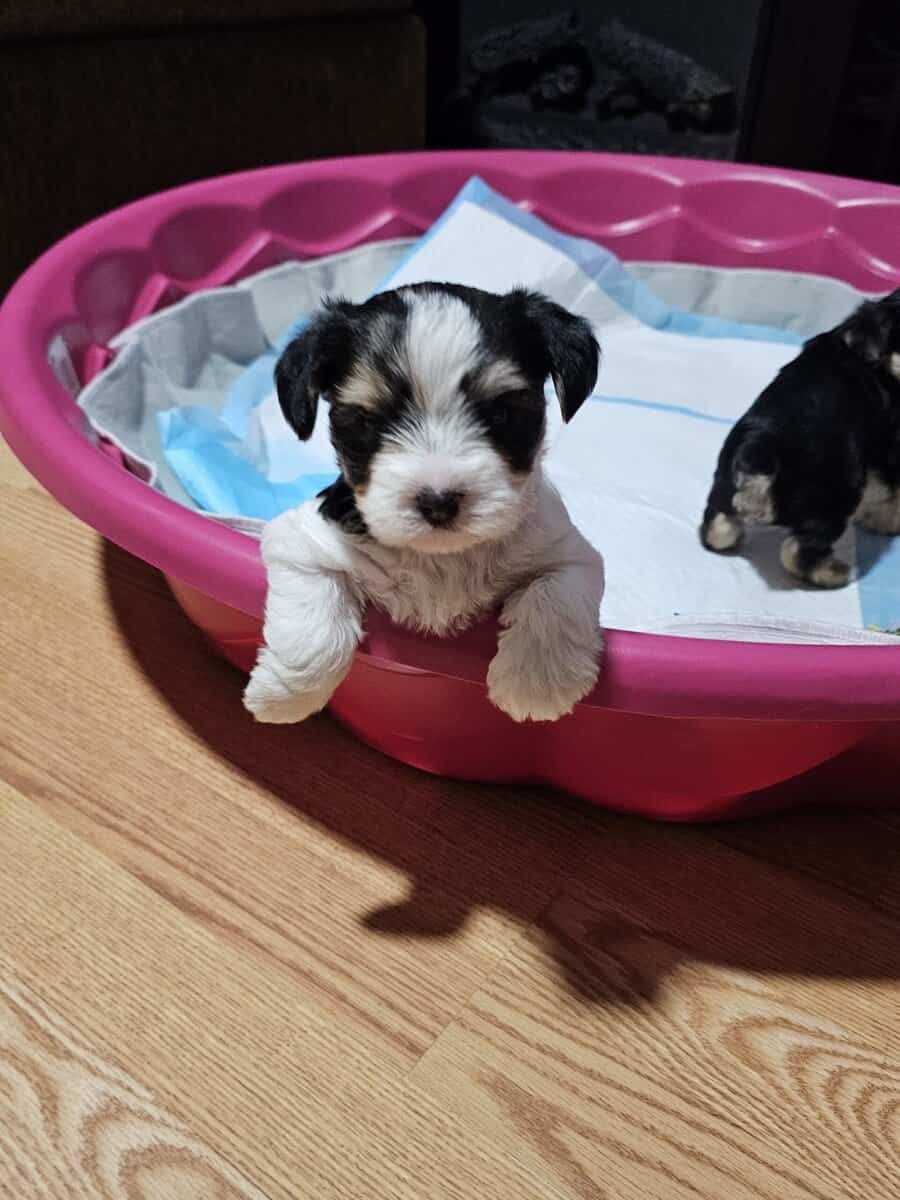 Parti Yorkie needs furever home image 12