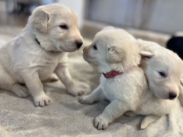 Farm Raised Maremma Livestock Guardian Puppies image 1