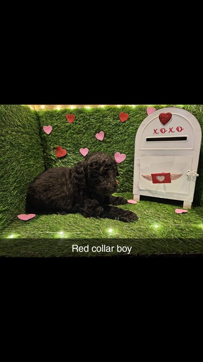 F1bb Standard Goldendoodles image 1