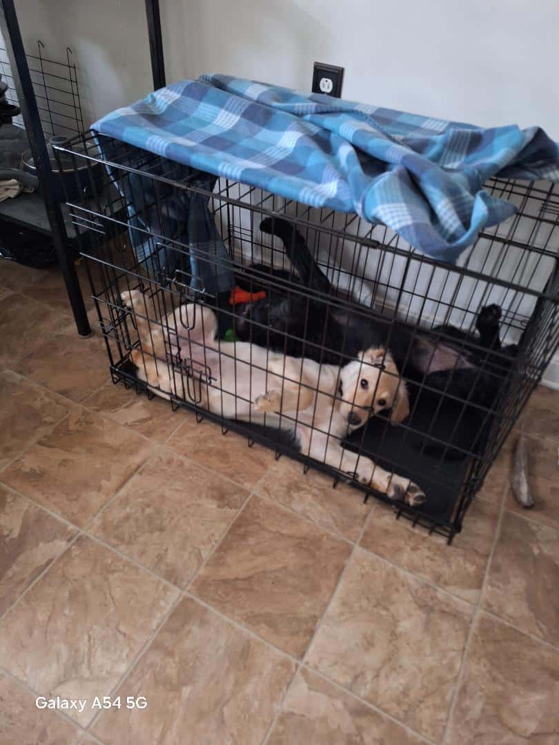 Labradoodle Puppies image 5