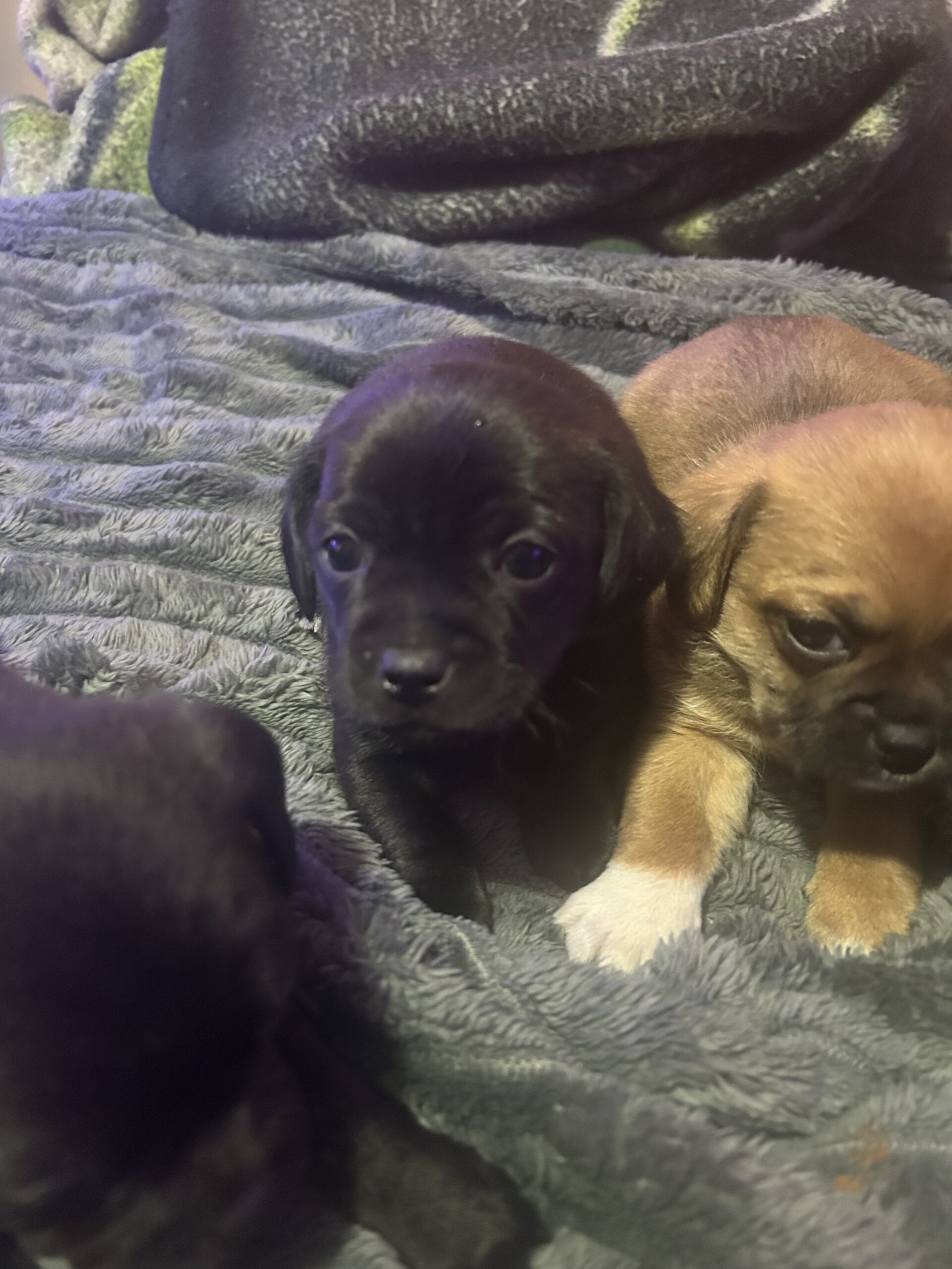 Puppy’s for sale puppy puppies image 10