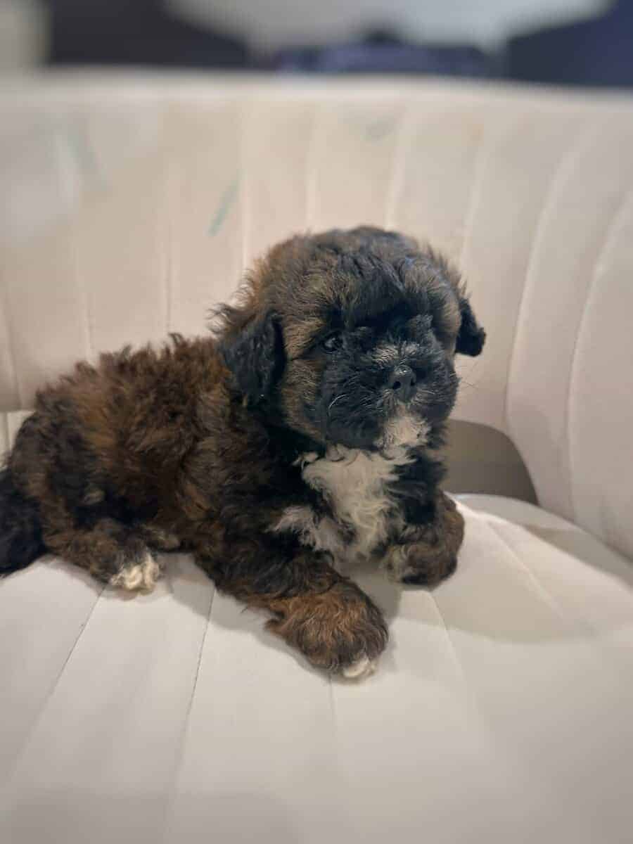 Tri-Colored 8 Week Old Shih-Poo Puppy image 8