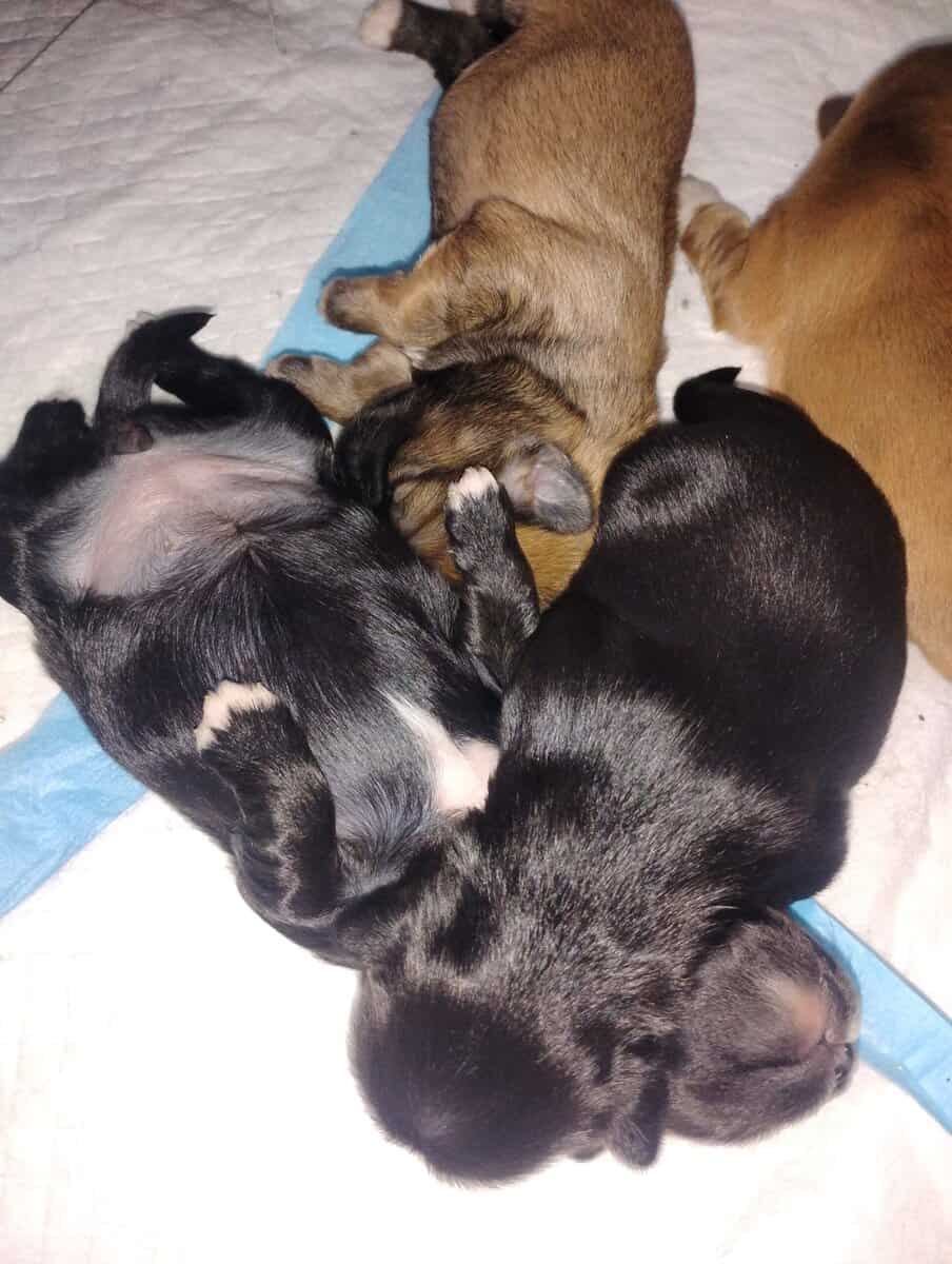 Hypoallergenic shipoo image 4