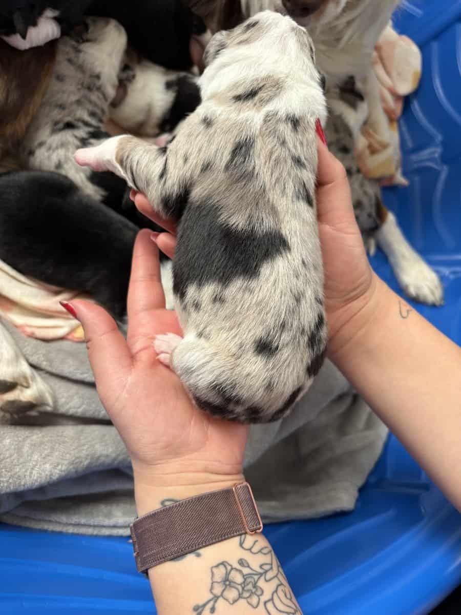 Australian Shepherd Puppies image 10