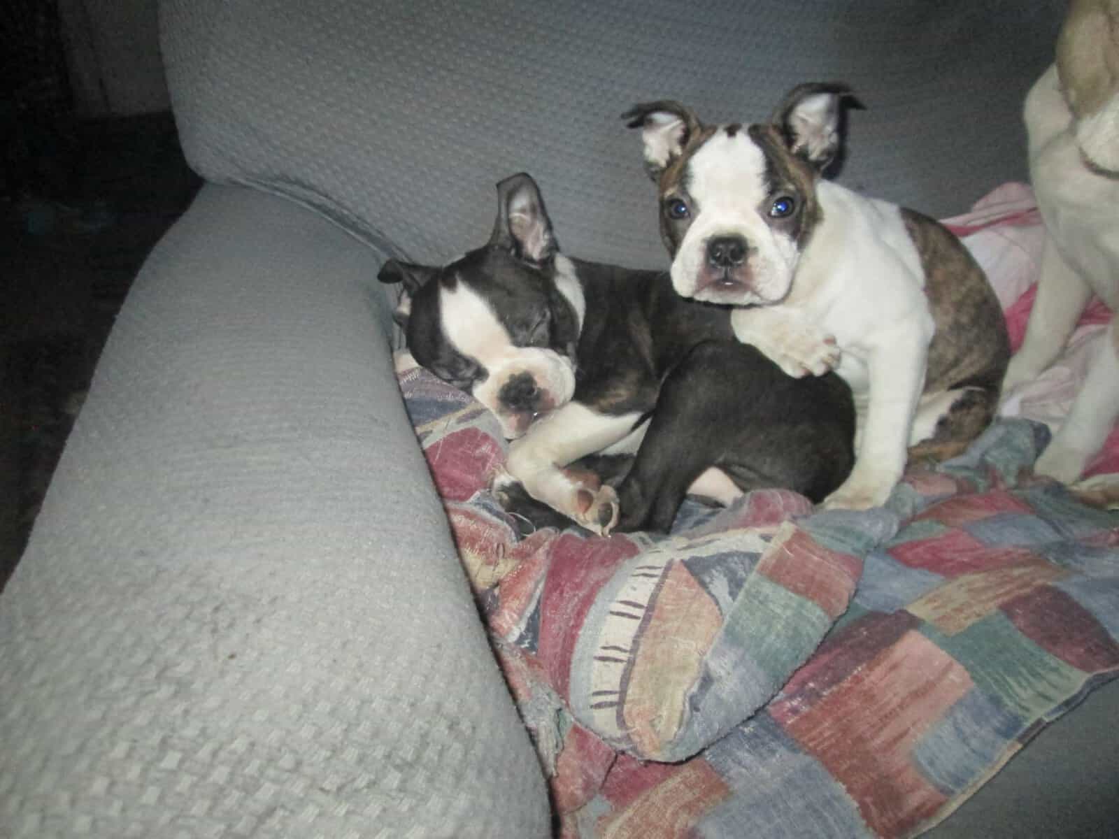 Boston terrier pups image 1