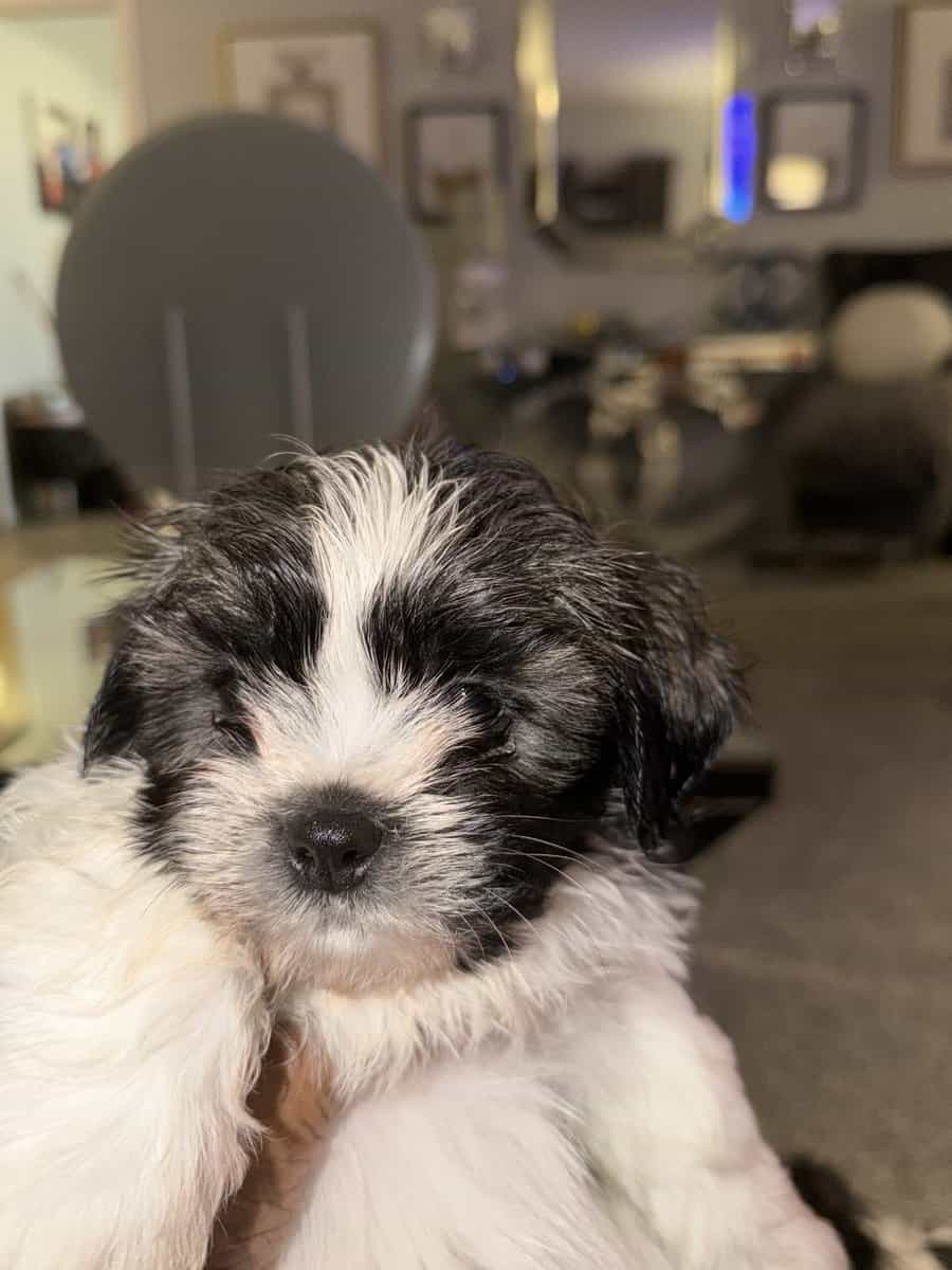 Adorable Teddy Bear Puppies image 10