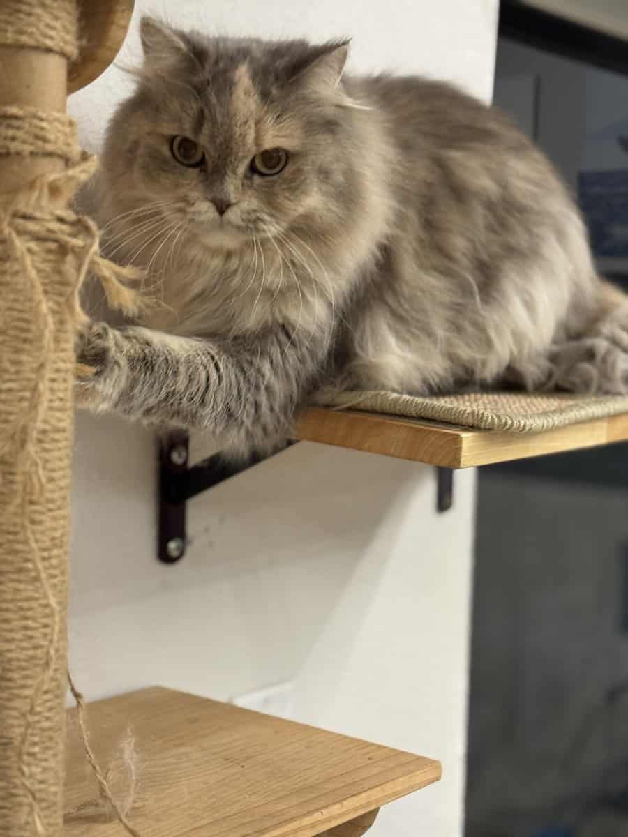 Beautiful long fur Scottish Straight female cat image 8