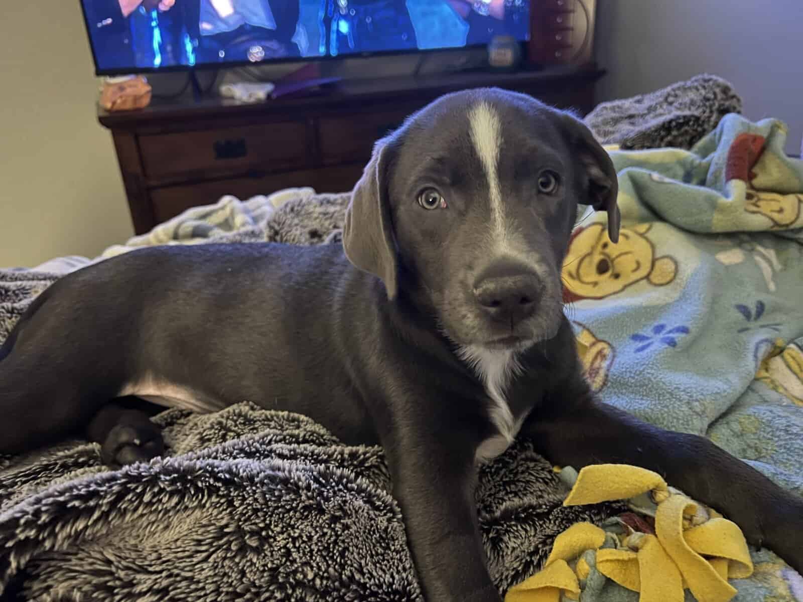 4Month old female Lab mix Free to good home image 1