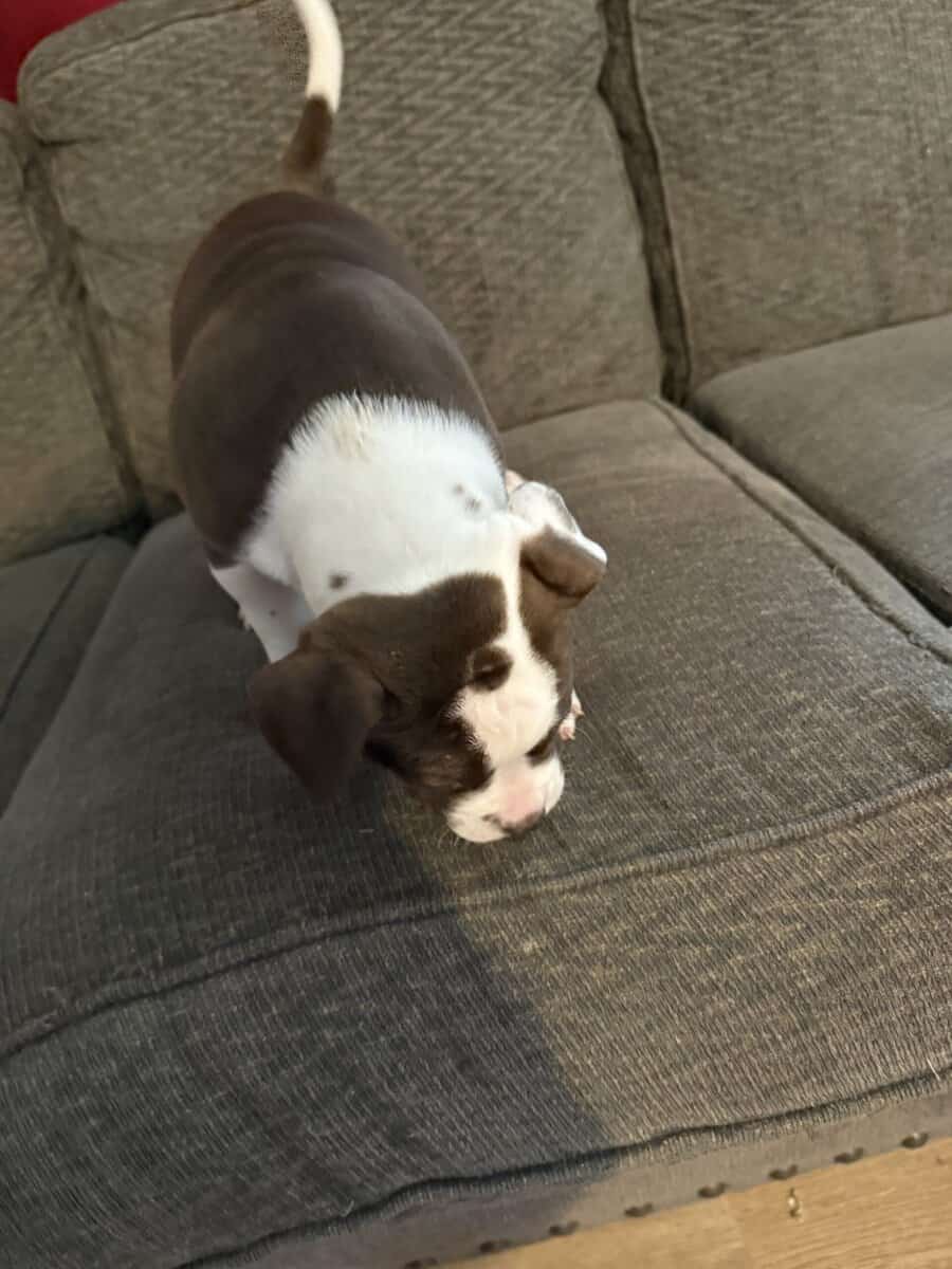 Puppies for Sale! image 10