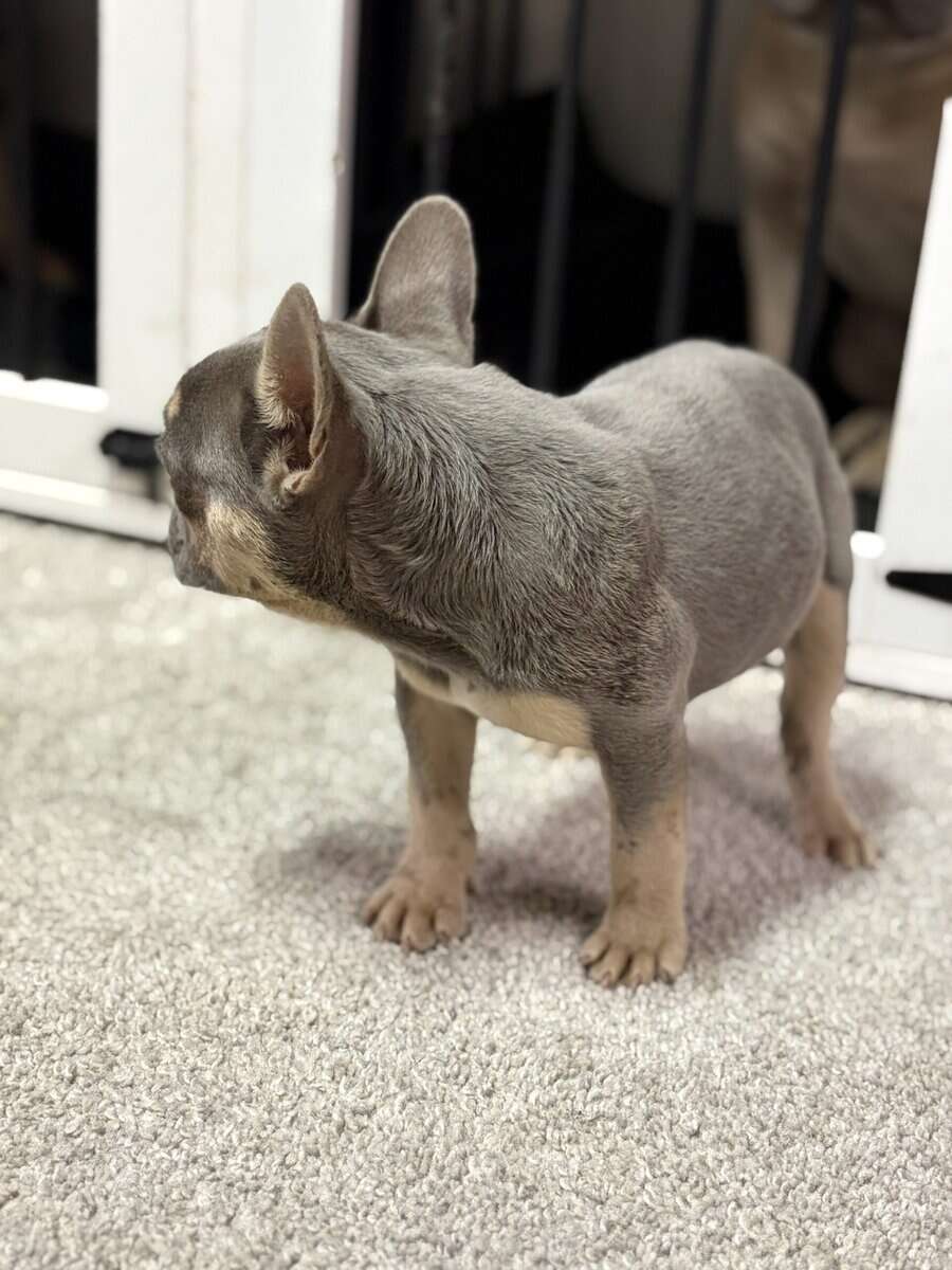 Tyson French Bulldog image 4