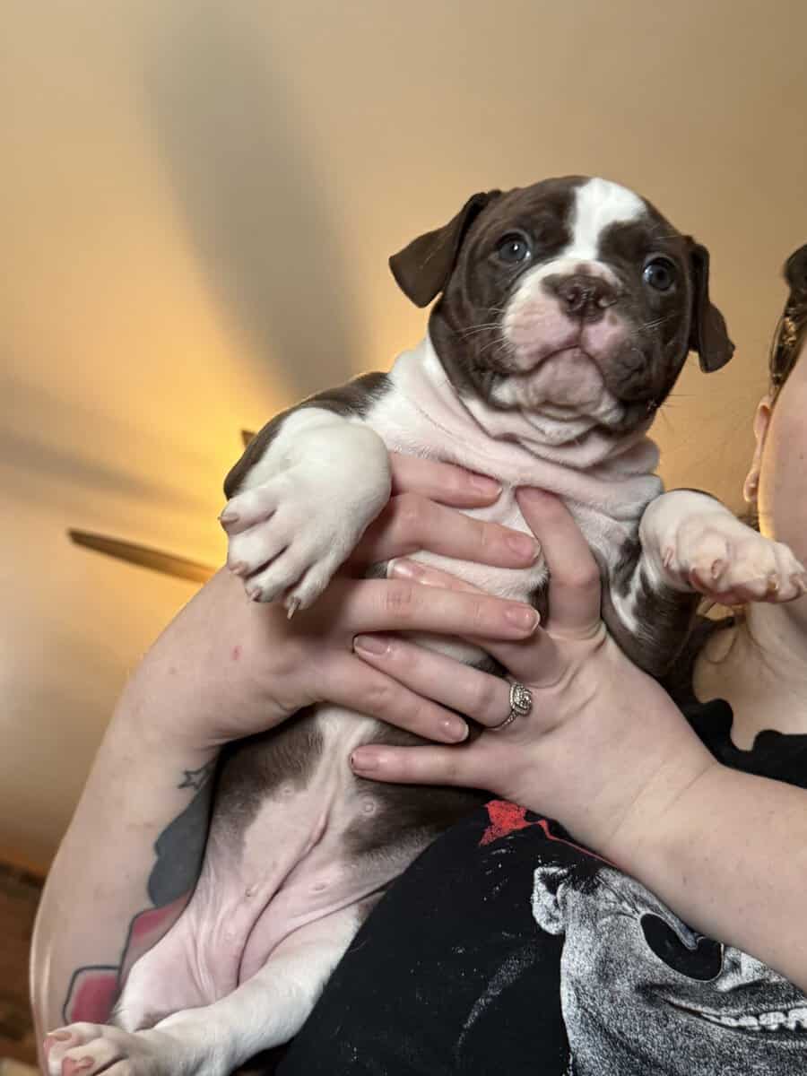 Puppies for Sale! image 8