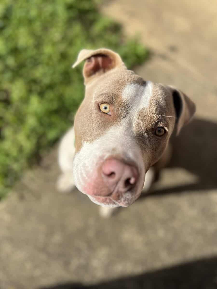 Red nose Pitbull for sale! $300 image 1