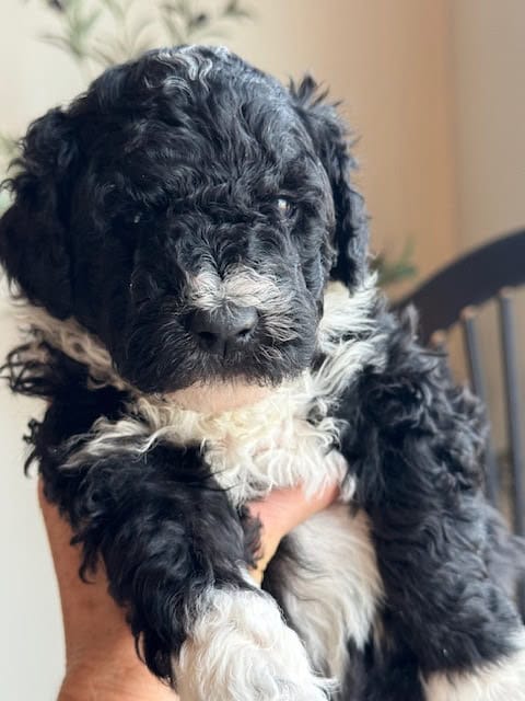 F1B Mini Sheedpadoodle Puppies for sale image 4