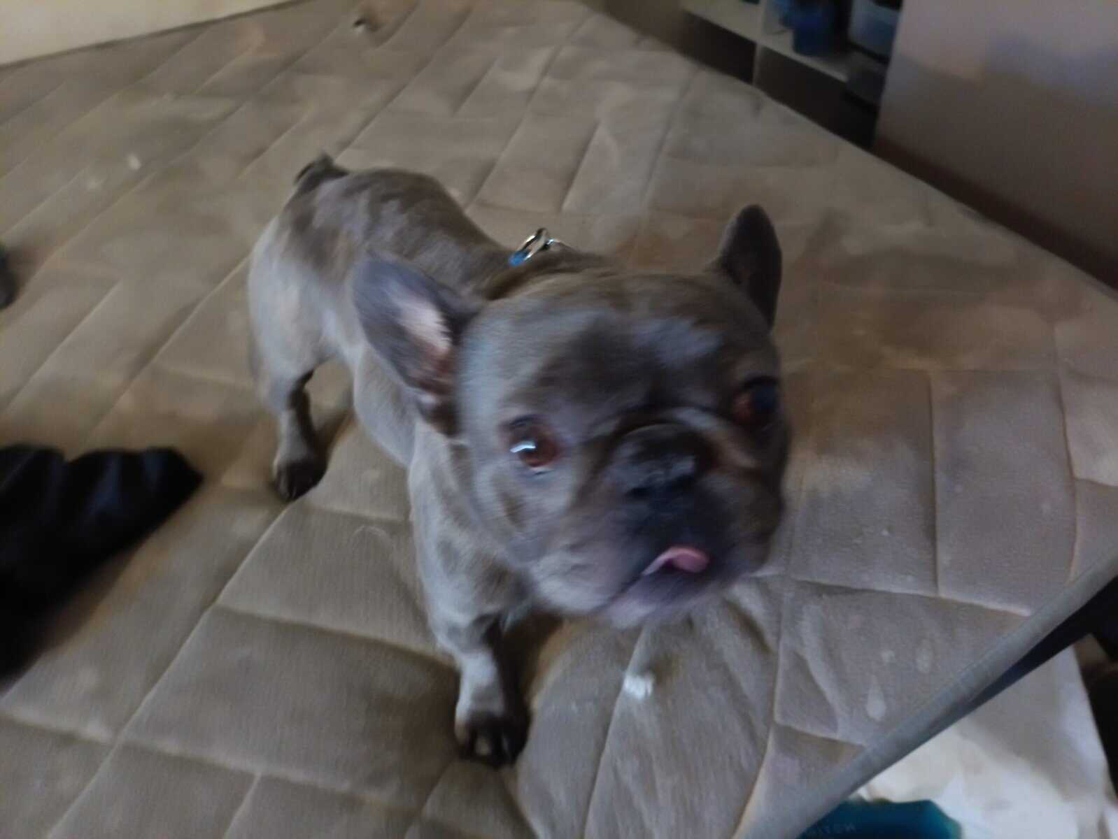 BRINDLE FRENCHY image 4