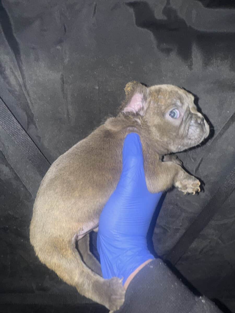 French Bulldog pup image 15