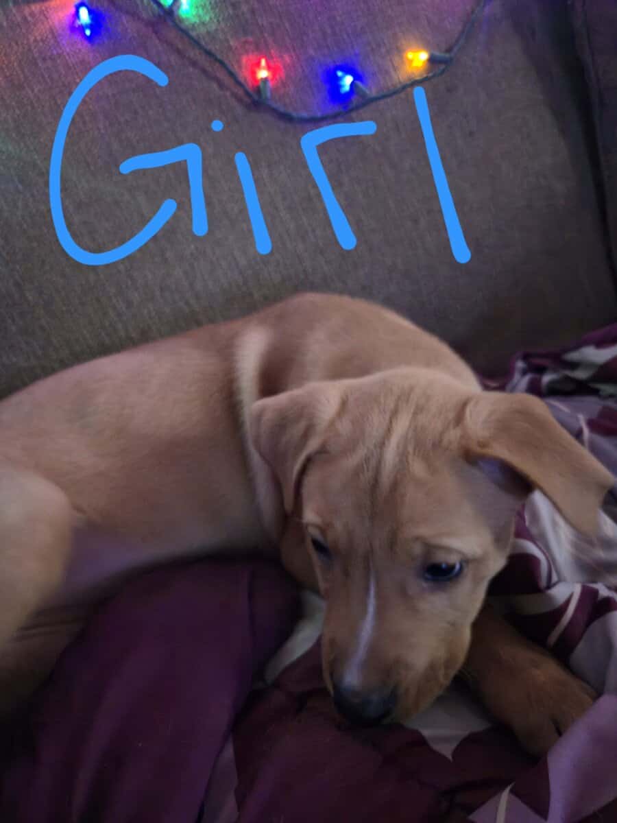 Husky/lab puppies image 5