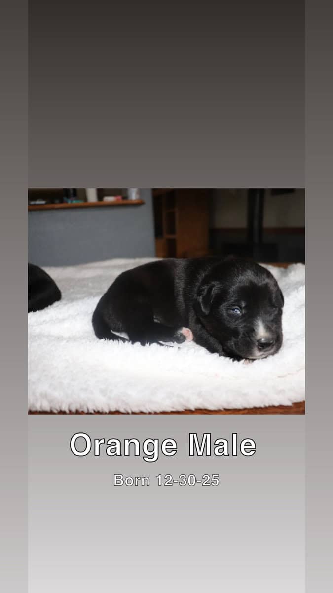 Puppies for sale image 4