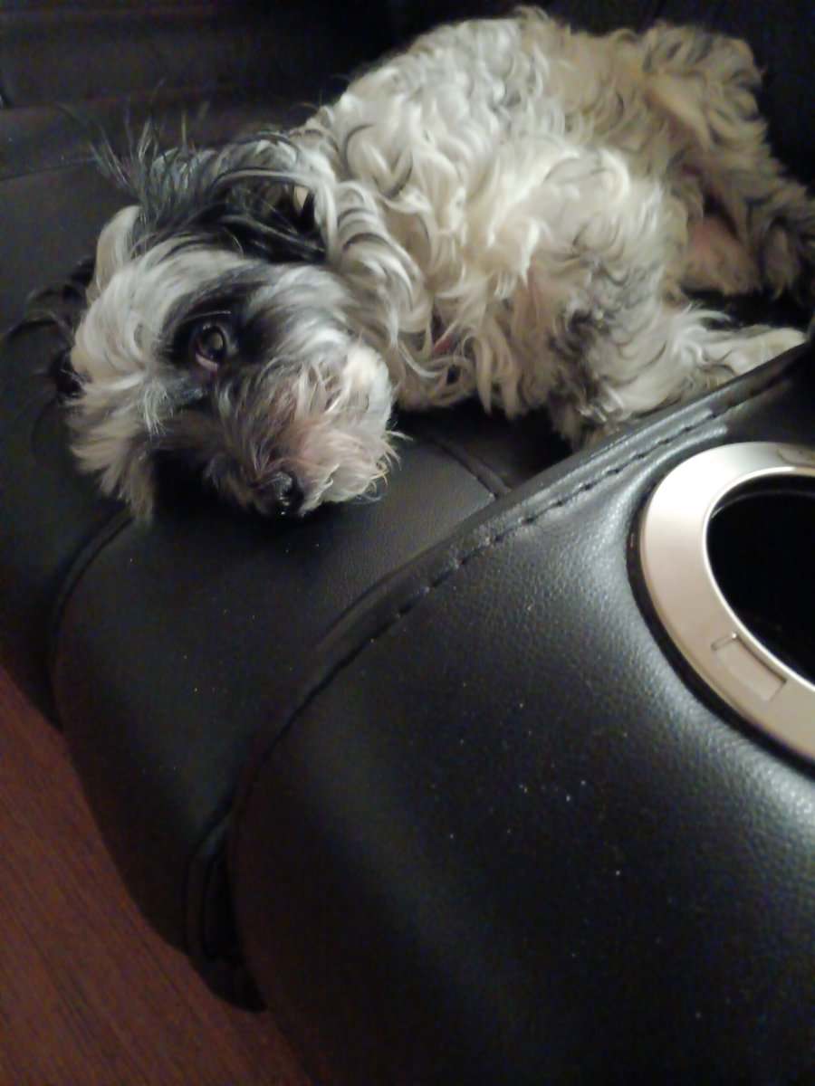 Sweet 5 hear old female havanese image 1